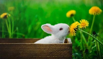 九游下载官网-斯密斯：在战术调整中贡献巨大，带领全黑队迎接新挑战，sime斯密