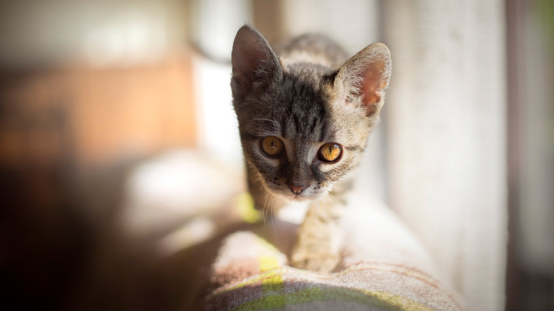 凯尔特人在末节发力,塔图姆的连续得分带领球队逆转!,凯尔特人塔图姆超清壁纸