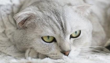 JIUYOU GAMING-中国篮球联赛引进多名海外球员，篮球队中国