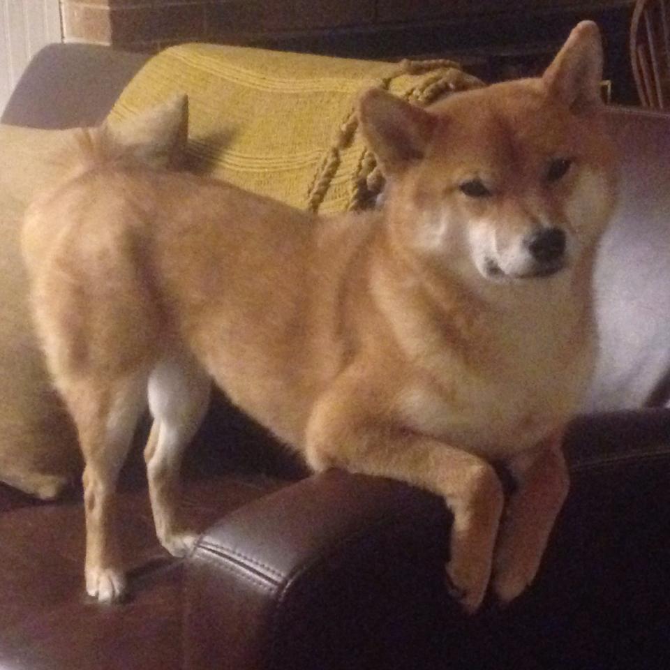 JIU YOU GAME-“倒数第二场决胜局，谁能称霸联盟巅峰？”，倒数第二是什么意思