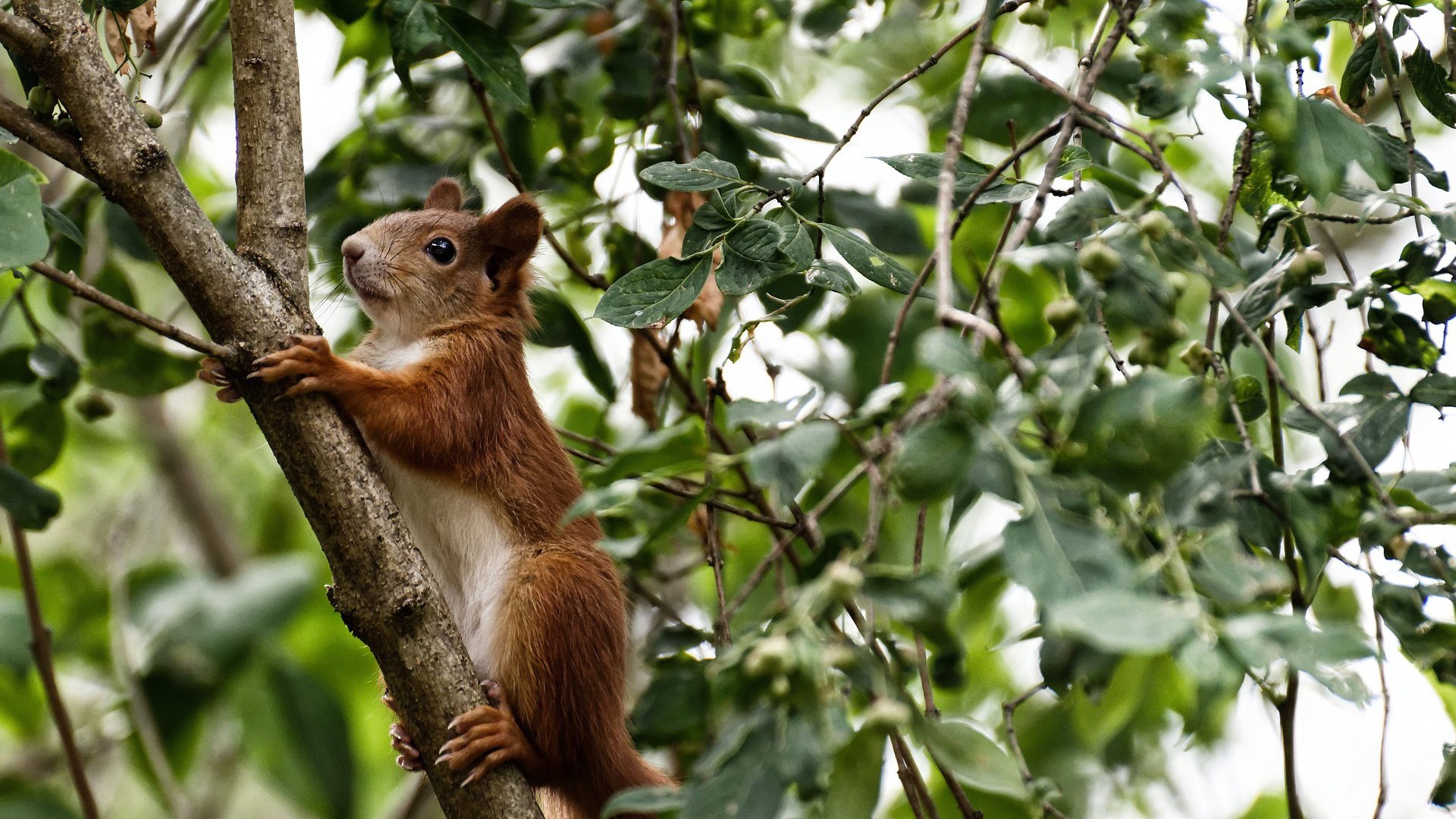 JIU YOU GAME-《2025英雄联盟全球总决赛，G2团队实现历史性夺冠》，英雄联盟2029全球总决赛冠军是谁