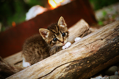 JIUYOU GAMING-《电竞市场增长点：虚拟货币与数字资产的应用奇迹》，电竞币黑市