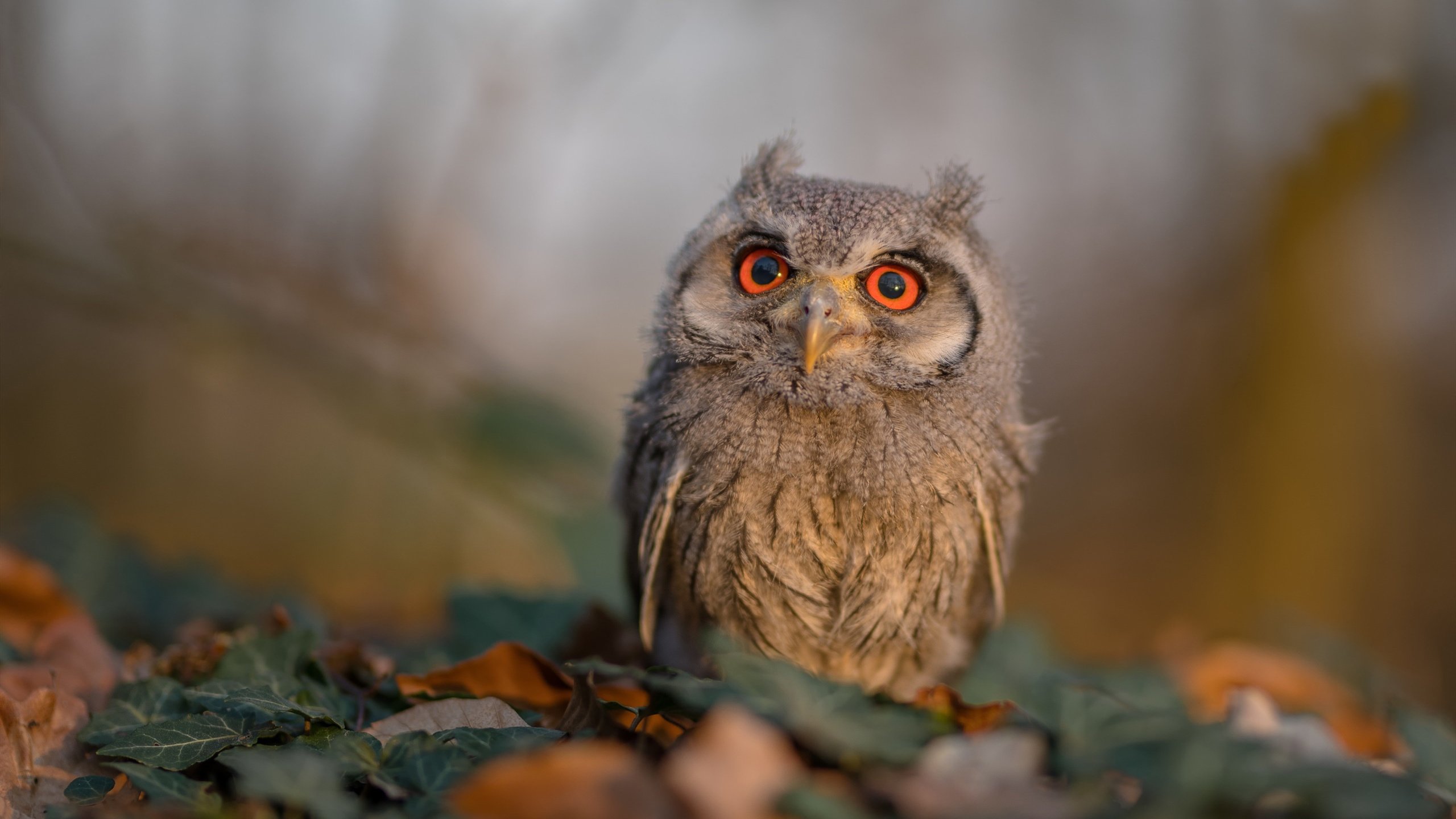 九游娱乐APP-《青年电竞明星：未来之星大放异彩》，电竞年轻人