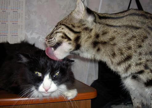 九游娱乐官网 (jiuyou)-中东地区：F1新兴市场的崛起