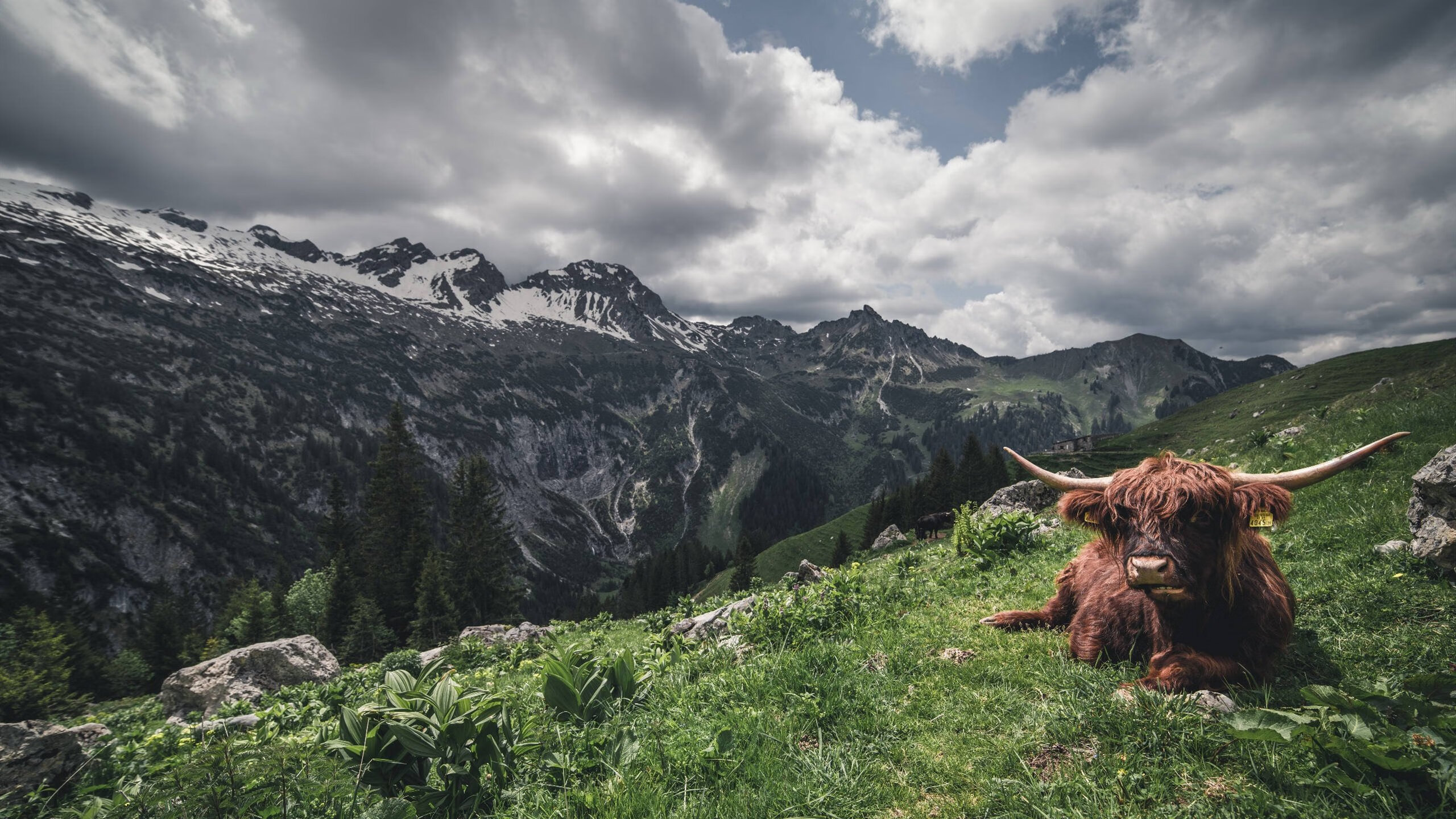 九游-乌拉圭队在巴黎奥运会比赛中展现出快速反击战术，乌拉圭足球奥运会