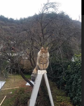 乌拉圭队在巴黎奥运会比赛中展现出高效的快攻配合，奥运会乌拉圭第几个出场