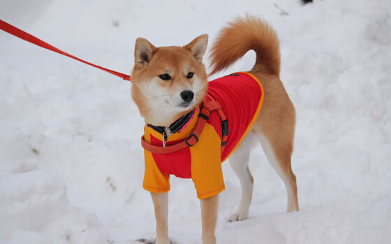 九游9游-乡村特色围棋骑马比赛，文化和运动的完美融合，围棋赛讲解