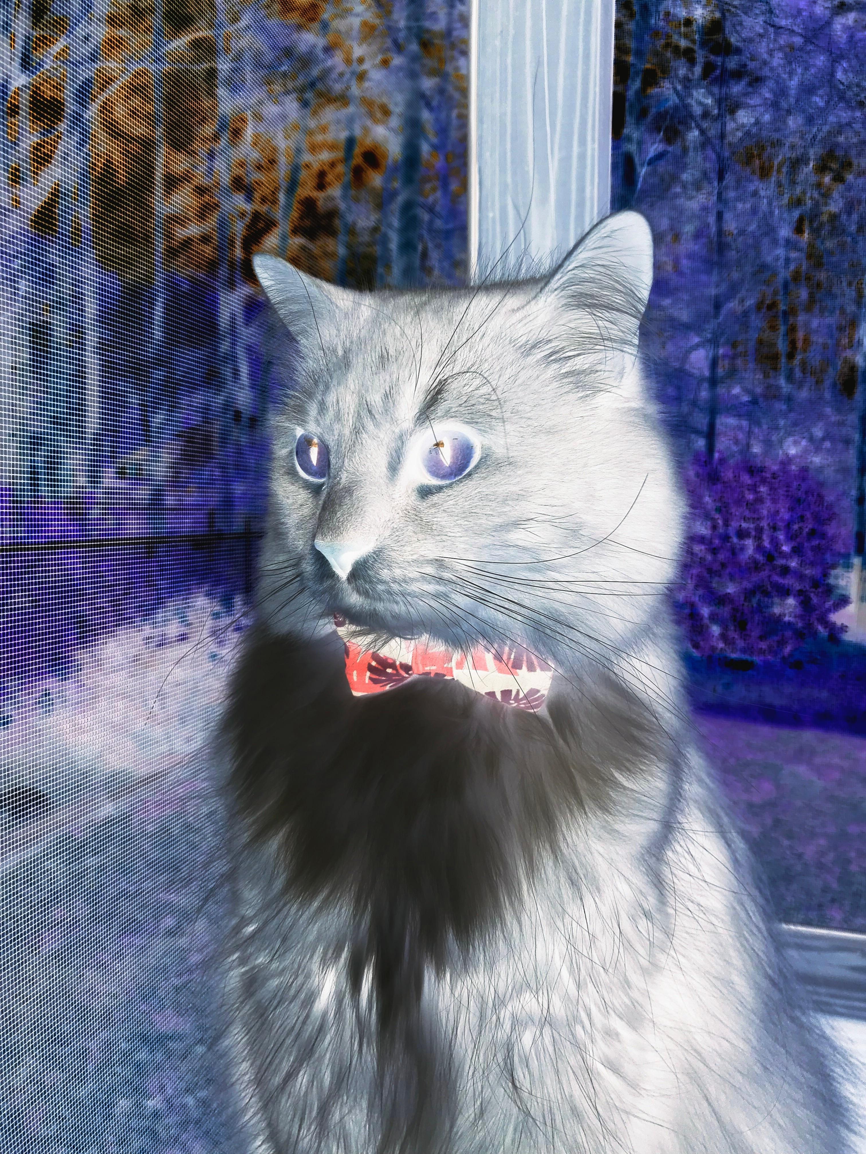 九游网页版官网入口-公牛队更换官方字体，致敬90年代黄金时代，公牛队现在改名叫什么